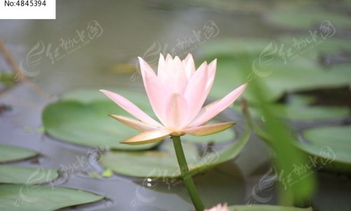 权威山杨柳煮水喝功效与主治平台,分享专业羊柳是什么部位知识_山羊柳功效网